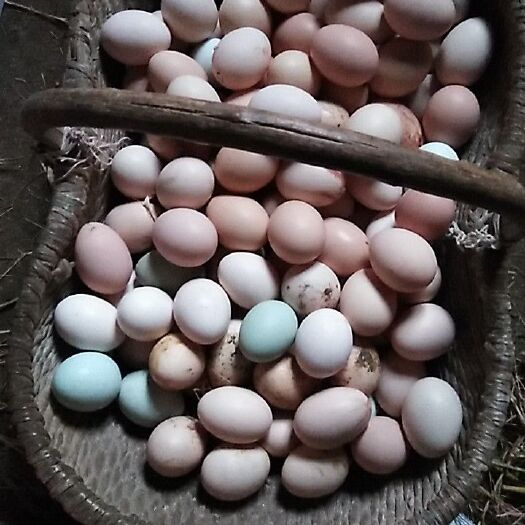 襄樊土鸡蛋 食用 散装