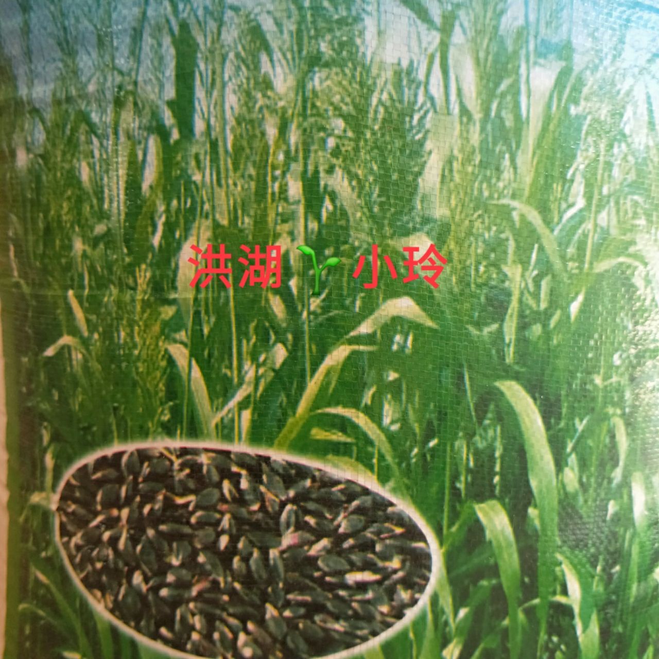 苏丹草种子 牧草种子 养殖鱼牛羊猪马专用 包邮