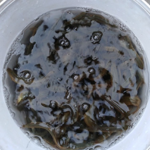 泥鳅 口感好，肉质细腻，爽口，无论是干煸，红烧，还是水煮，都非常好