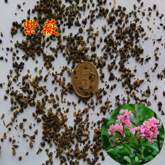 紫薇种子 当年新采紫叶紫薇花种子 百日红种籽质量保证美国红花