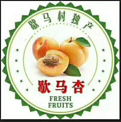 庄河市 出售歇马杏