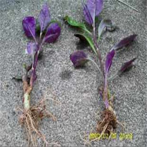 紫背菜 紫背天葵观音菜菜阳台盆栽无公害有机疏菜