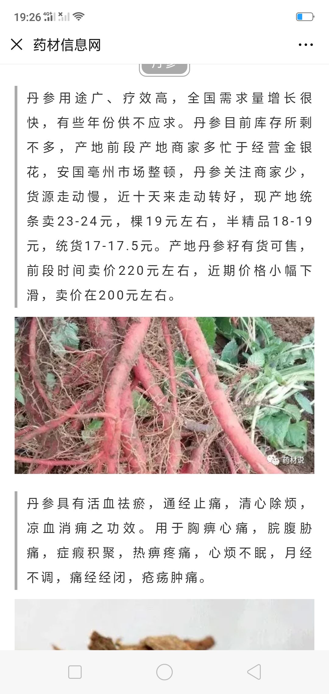 纯新无杂质小紫丹参种子