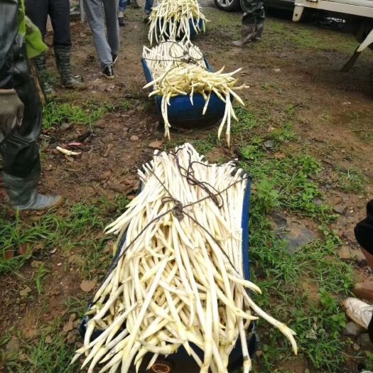 岳阳 出售白玉簪藕带，6-8月份每天大量供应，种植约千亩。