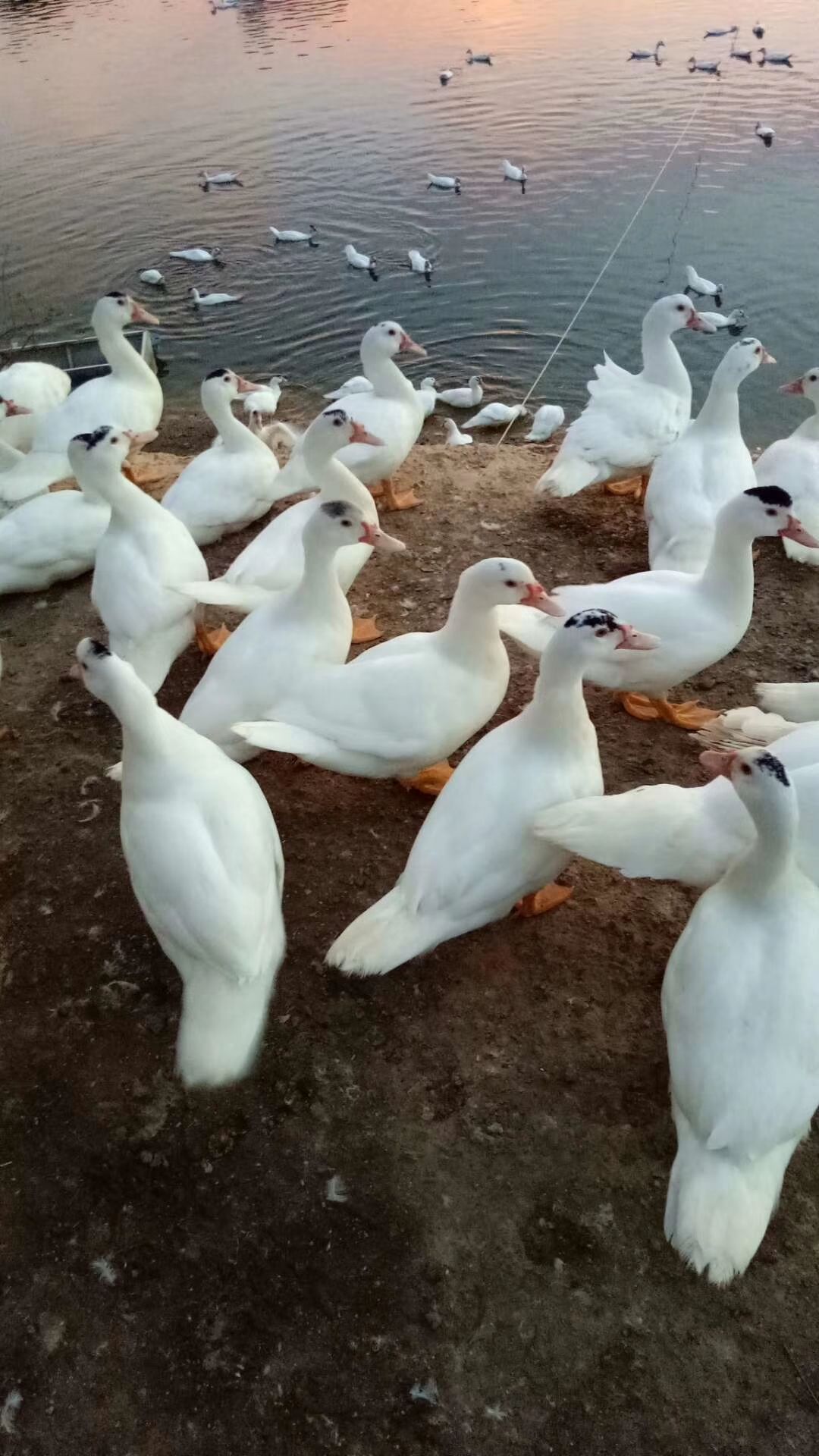 白番鸭 几个月图片