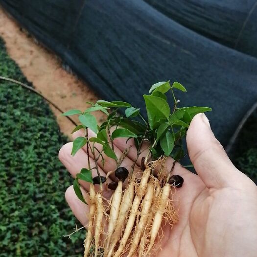 灵山县牛大力苗 小叶牛大力新苗
