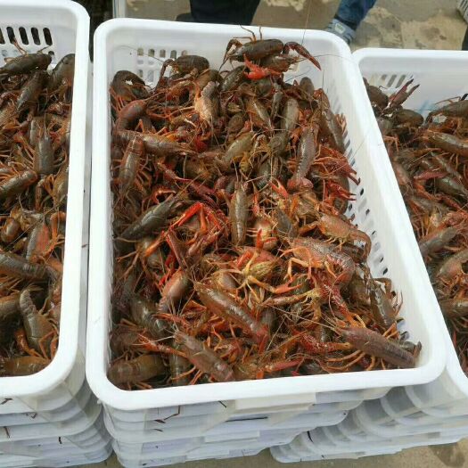 赣州红壳小龙虾 4-6钱 人工养殖