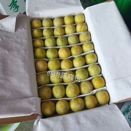 汉源县黄李子 汉源桃花李大量上市