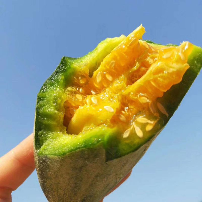 山东聊城博洋61羊角蜜3斤头茬脆甜应季新鲜非老锦玉瓜