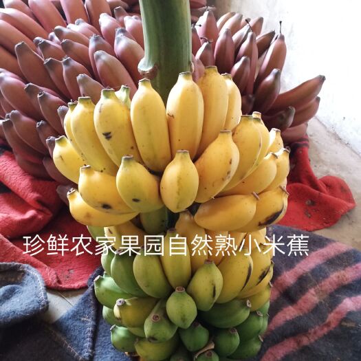 南宁香蕉  小米蕉 广西酸甜小米蕉 果园直销包邮