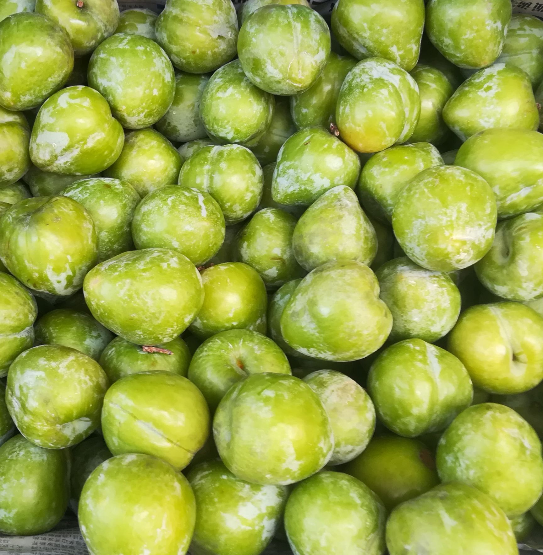 奈李苗  根系发达，苗子粗壮包纯度