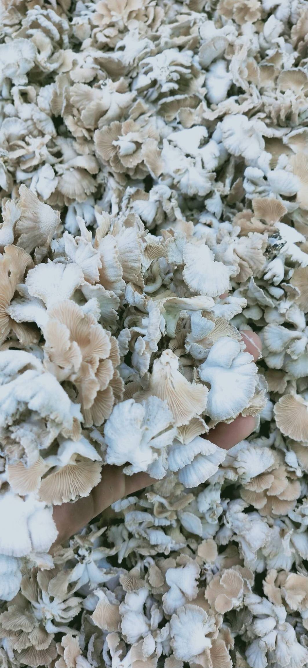 鸡油菌 野生 干货