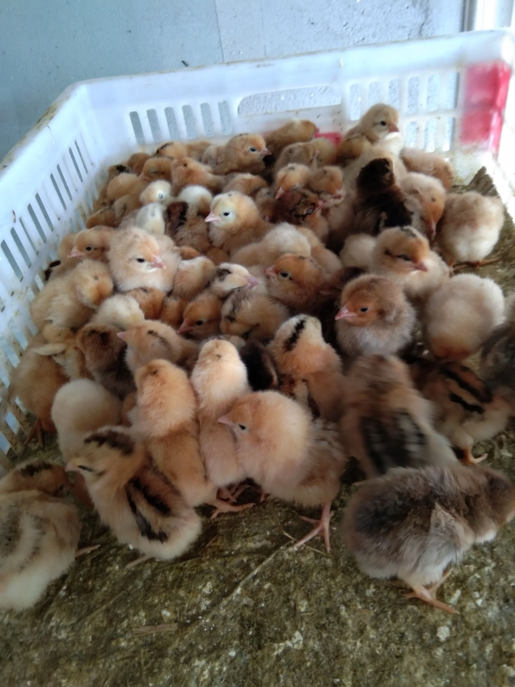 麻鸡苗 孵化场直供麻鸡，三黄鸡，五黑鸡，草鸡，大红公鸡