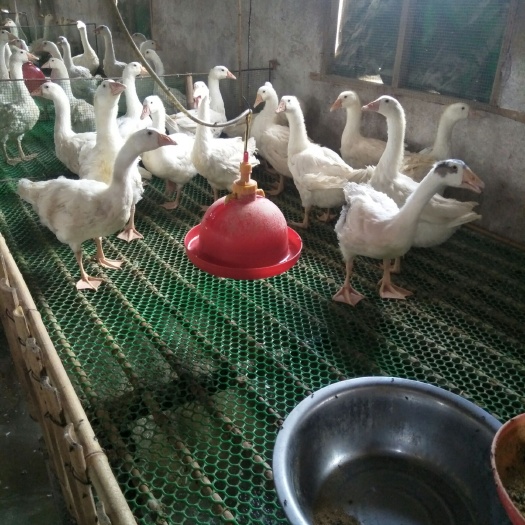 易门县 大白鹅