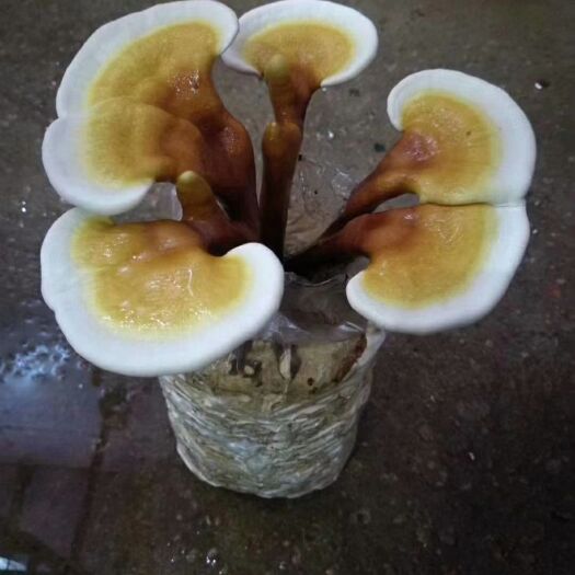 漳州观赏灵芝 灵芝   可食用也可观赏