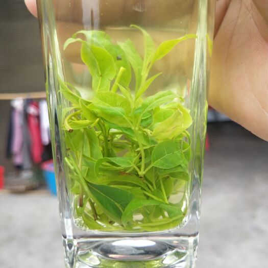 筠连县苦丁茶 小叶自己加工产地直销，的一手货源，