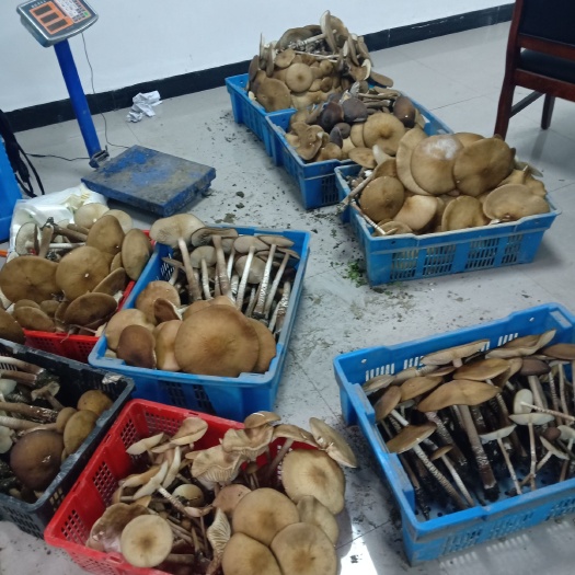 兴文县鸡枞菌 新鲜鸡丝菌