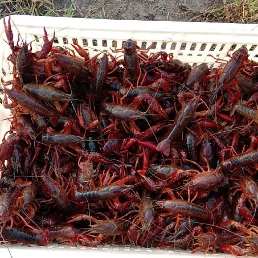 荆州 本人自己2600亩精养虾塘，长期出售优质虾苗和大虾，价格优惠