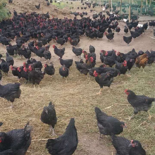  家里散养土鸡，肉质鲜营养价值高。是您餐桌必备一道菜