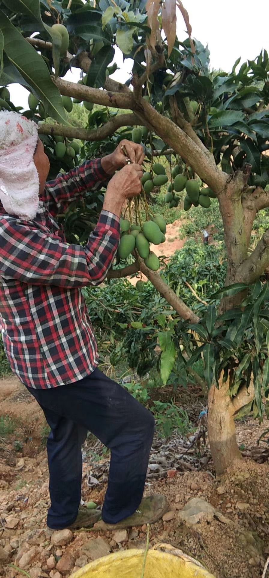 芒果苗台农芒果苗 台农一号芒果苗杯苗包邮芒果嫁接苗