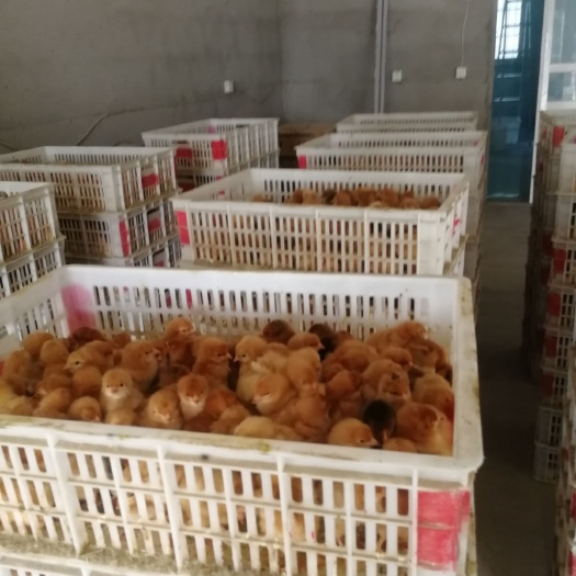 沭阳县麻鸡苗 孵化场直供麻鸡三黄鸡五黑鸡草公鸡
