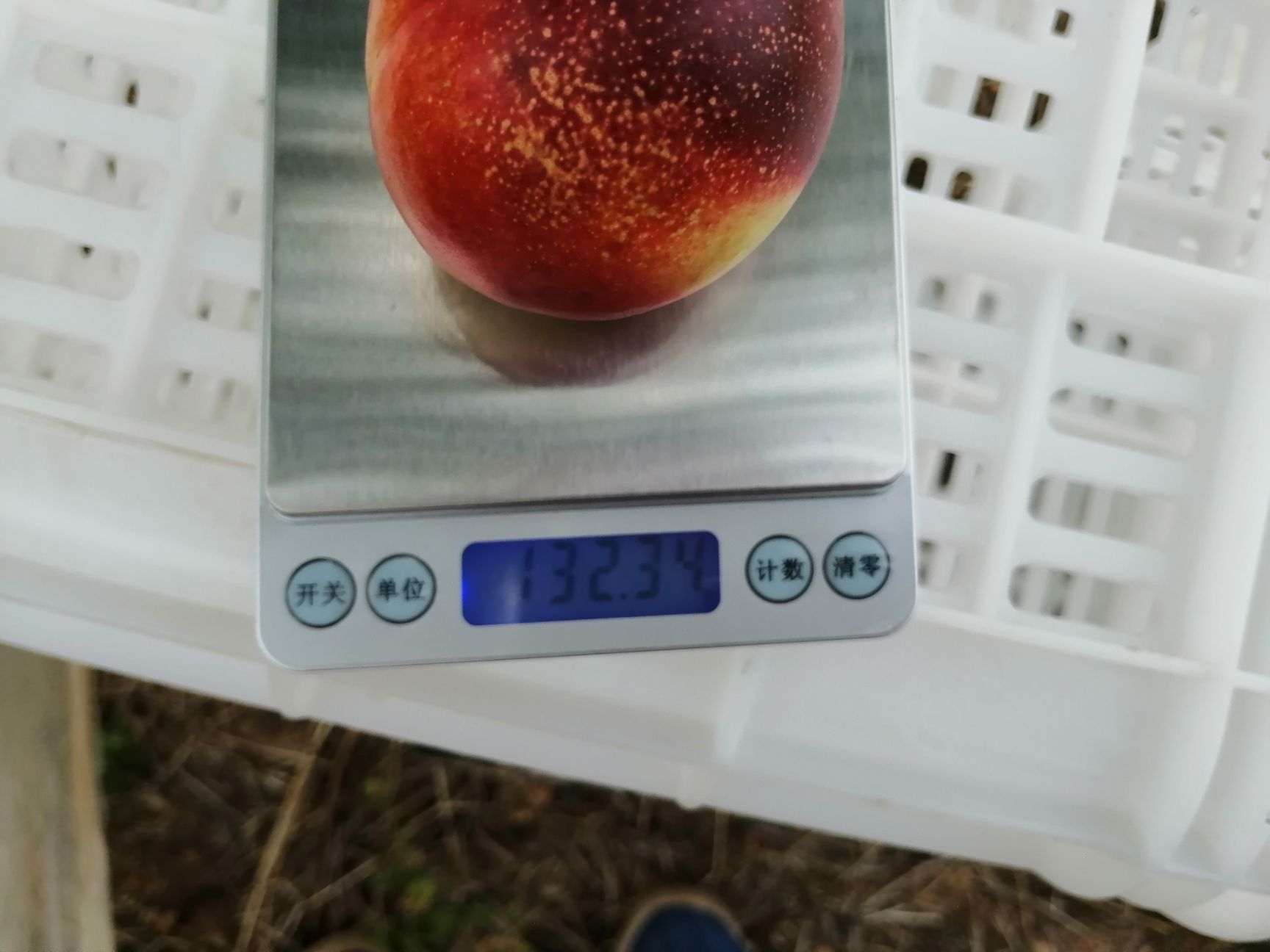  沂蒙山油桃