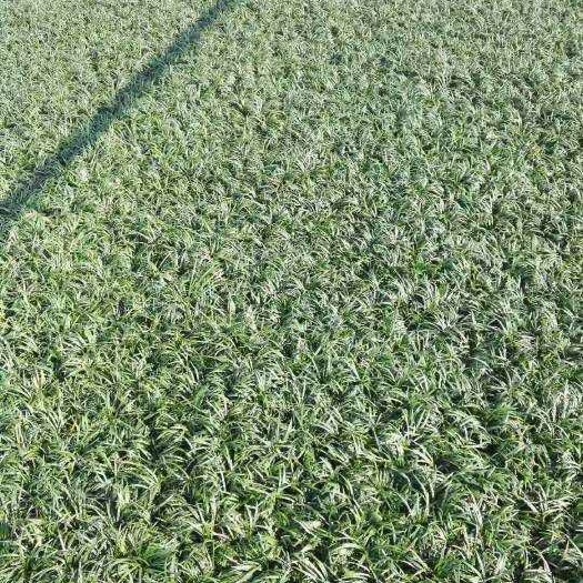 郴州玉龙草《矮麦冬》