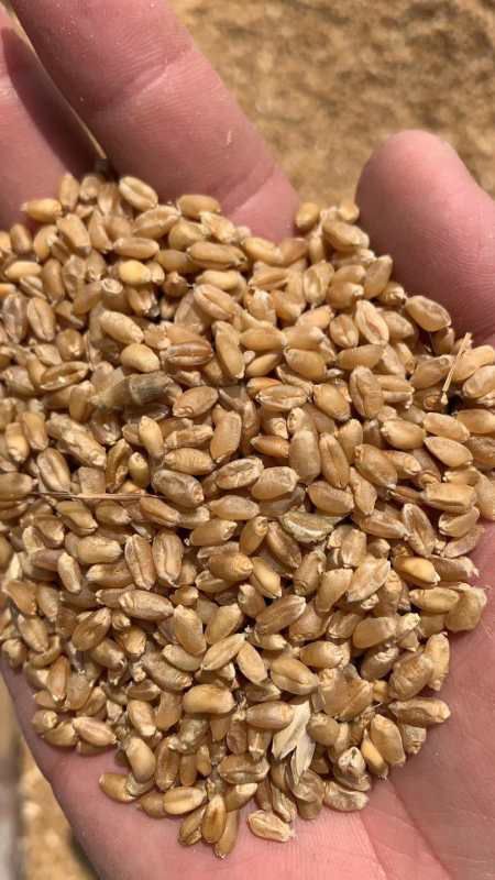 滨州 大量供应2019新小麦