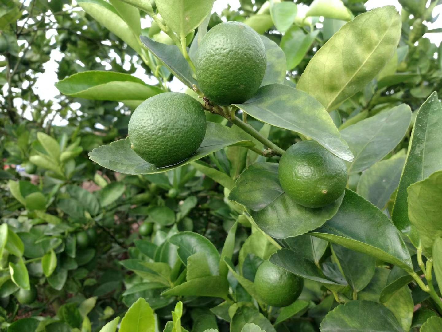  塔西提无籽青柠檬，皮薄多汁，柠檬中最优质品种，不苦不涩。