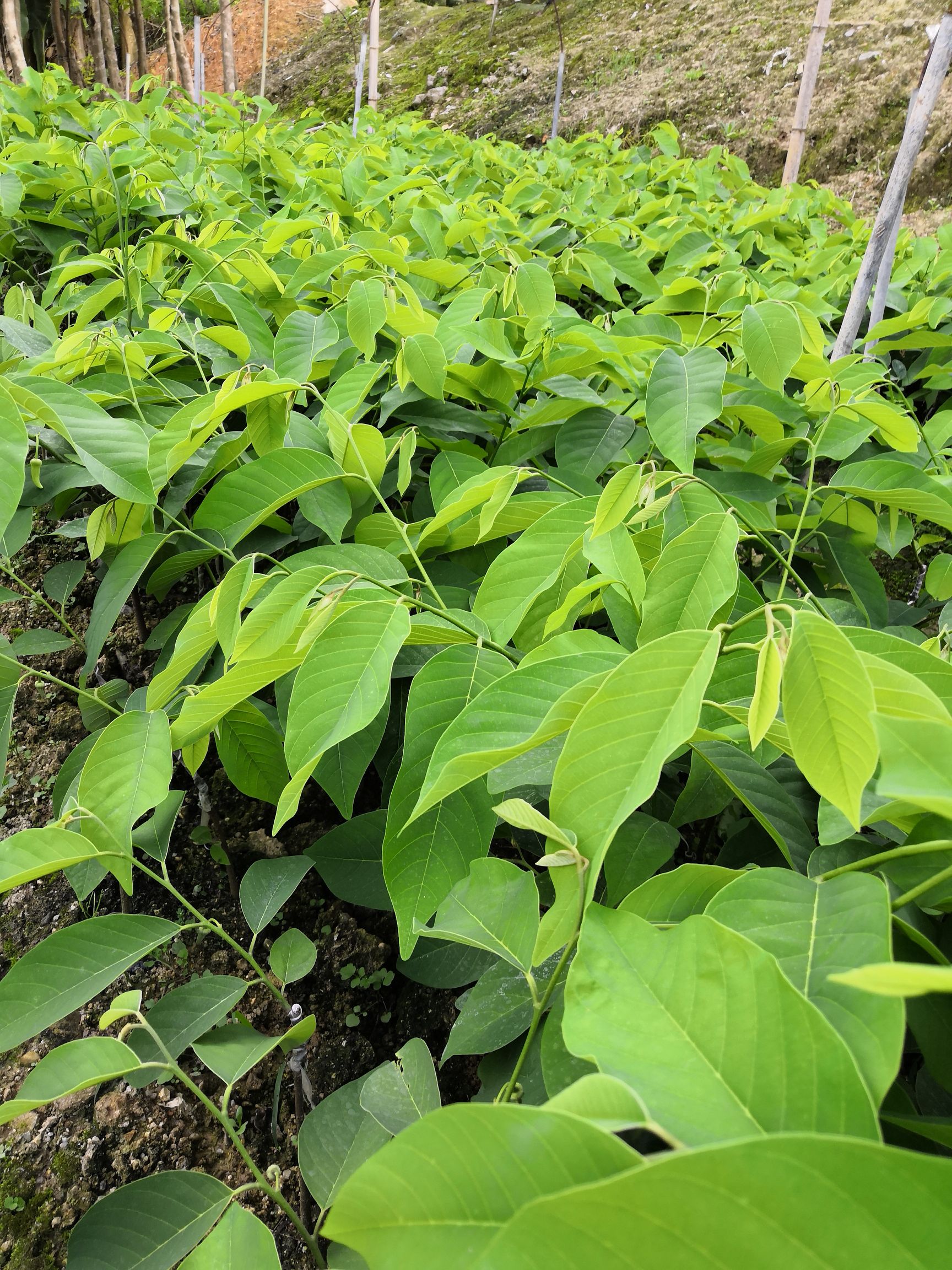 释迦果苗  中杯凤梨释迦苗（嫁接苗）