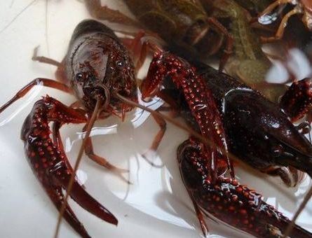 信阳清水小龙虾 3-5钱 稻田虾