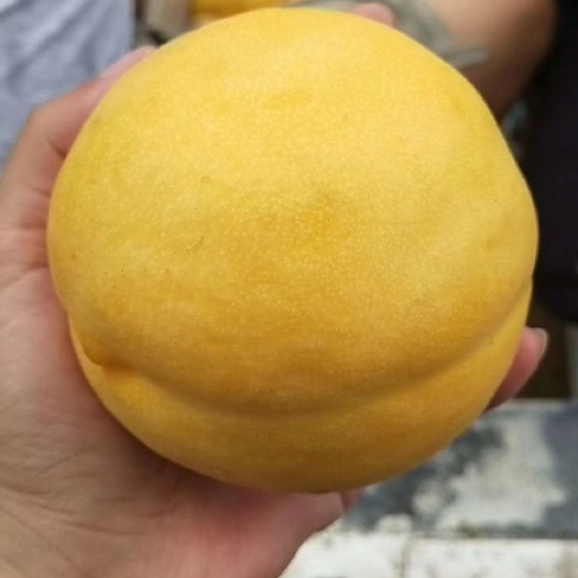 盖州市李子枝条 各种接穗