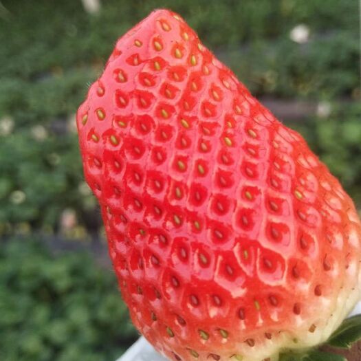 泰安 红颜  章姬  奶油草莓苗，根系发达！