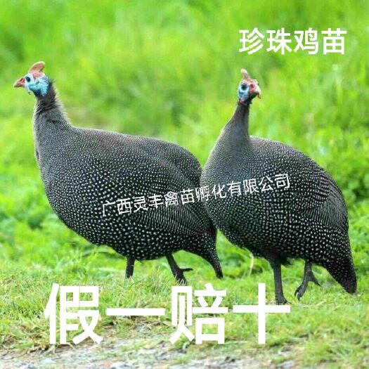 南宁【热卖珍珠鸡苗】包打疫苗，包运输成活质量保证诚信孵化场供应