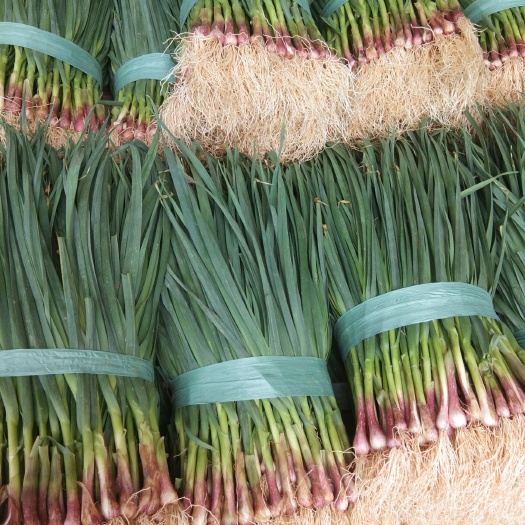 泸西县红根蒜苗 50 - 60cm