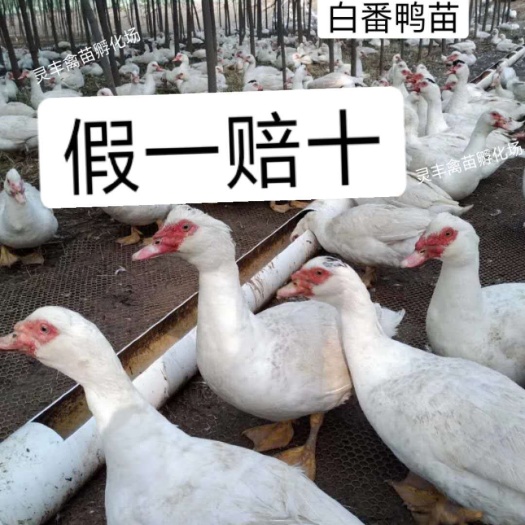 南宁大种白番鸭苗旱鸭苗西洋鸭苗包打疫苗 诚信孵化场  假一赔十