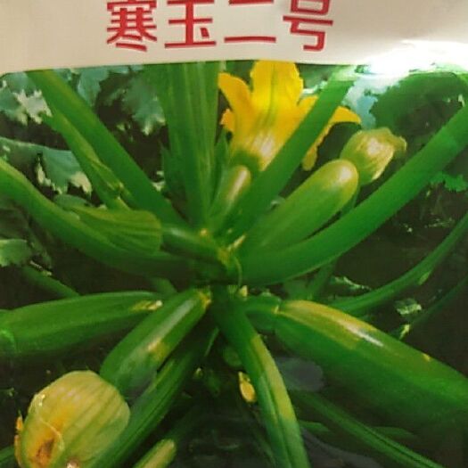 青州市绿皮西葫芦种子 寒玉二号 西葫芦茭瓜种子 高产翠绿早熟抗病