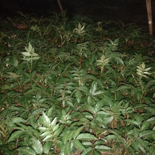 昭通九叶青花椒苗