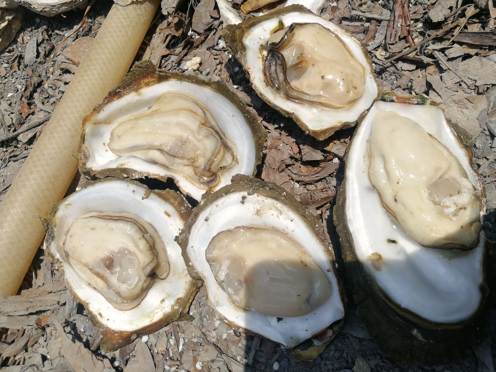 生蚝牡蛎广西生蚝北部湾生蚝钦州生蚝烧烤生蚝刺身生蚝