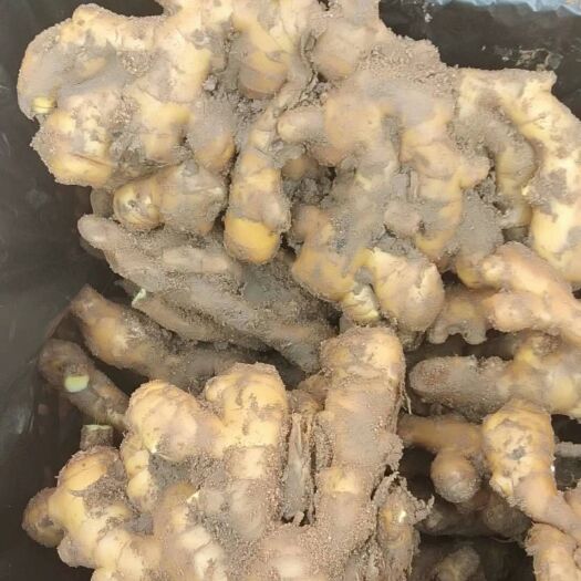 安丘市安丘生姜 4~6两 带土