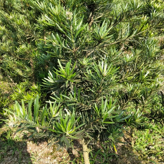 新昌县小叶罗汉松