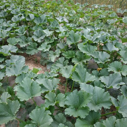宁县绿皮西葫芦 0.5斤~1斤