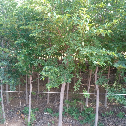 荣成市玉树盆栽    玉玲花  茉莉  山茉莉