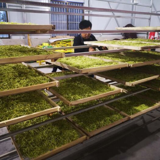 蒲城县 金银花，烘干，茶叶型，百花一号