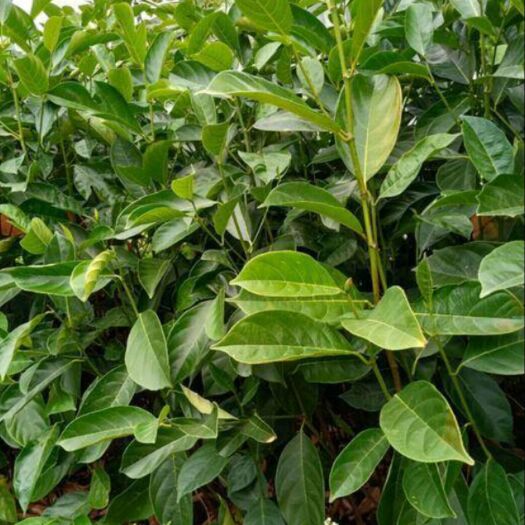 白沙县马来西亚一号菠萝蜜苗  菠萝蜜苗   植生树