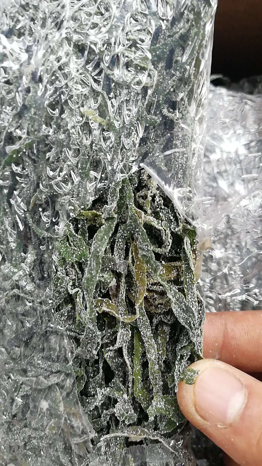 批发烘干盐渍海带丝藻类干货干海带丝跑江湖摆地摊地货源