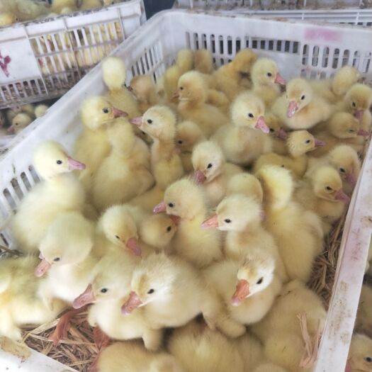 郓城县大白沙鹅苗