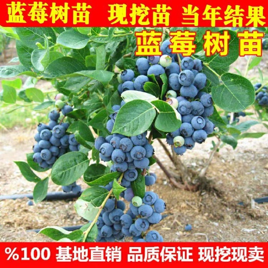 平邑县兔眼蓝莓苗 蓝莓树苗