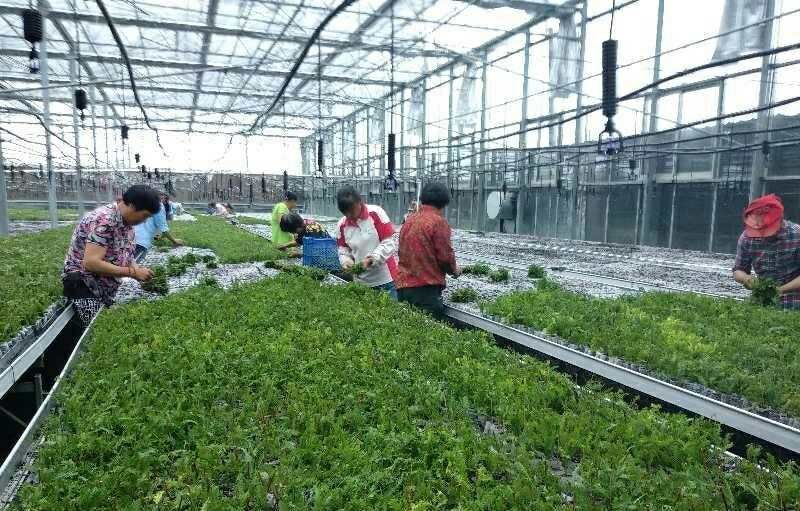 盐城 谁知道401中山杉哪里的物美价廉   正宗中山杉哪里多又好！