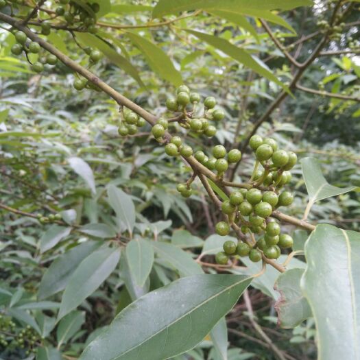 乐平市山胡椒木姜子物美价廉欢迎来选购